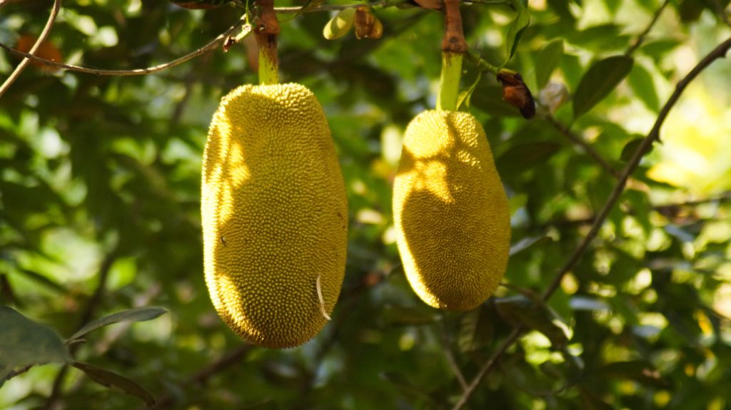 jackfruit in a tree